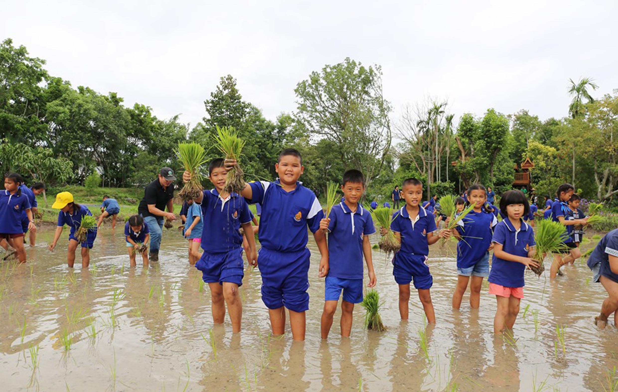 ปลูกข้าววันแม่สืบสานเรียนรู้เศรษฐกิจพอเพียง
