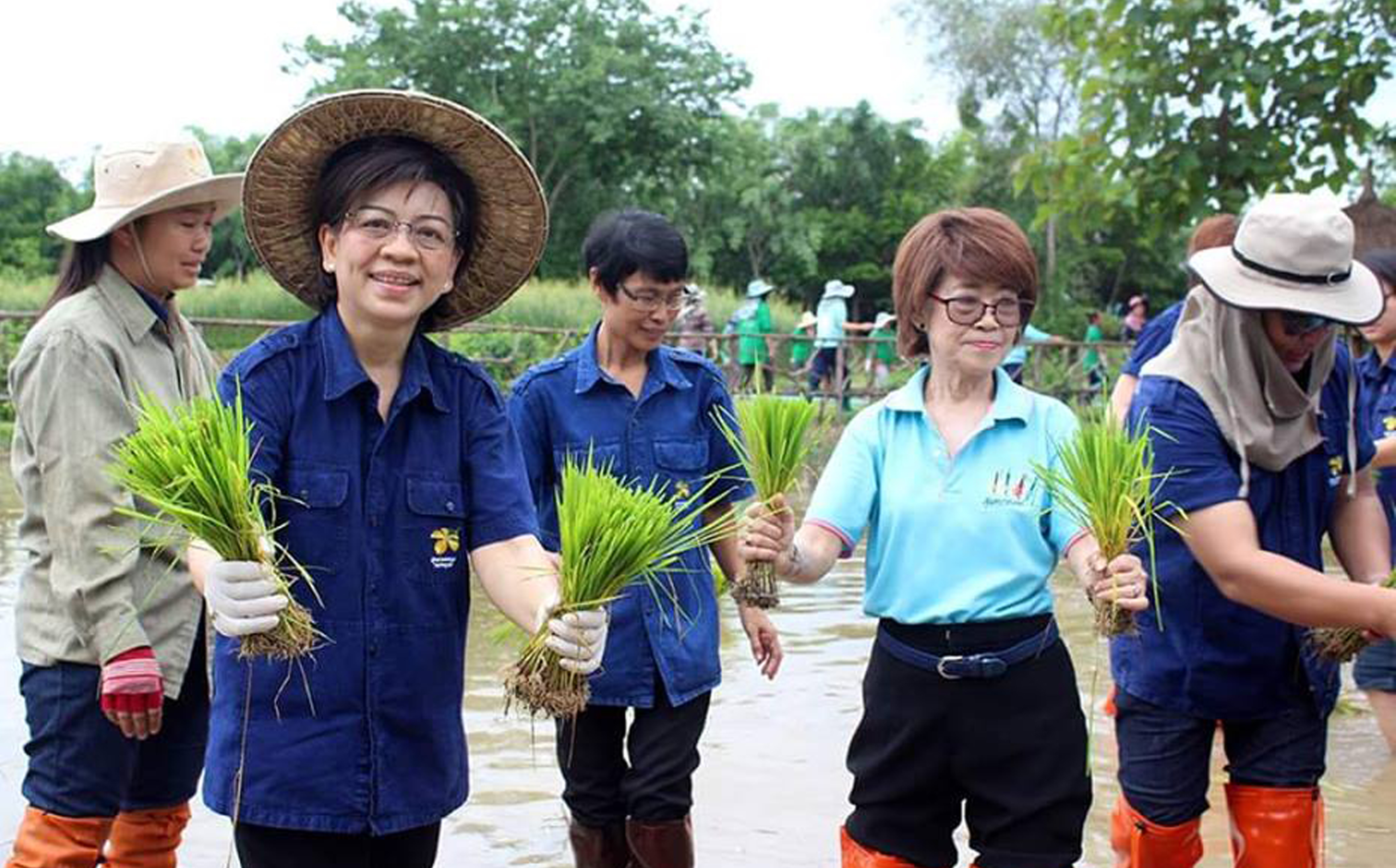 สวพส.จัดกิจกรรม“ปลูกข้าววันแม่”เพื่อเฉลิมพระเกียรติสมเด็จพระนางเจ้าสิริกิติ์พระบรมราชินีนาถเนื่องในโอกาสมหามงคลเฉลิมพระชนมพรรษา84พรรษา