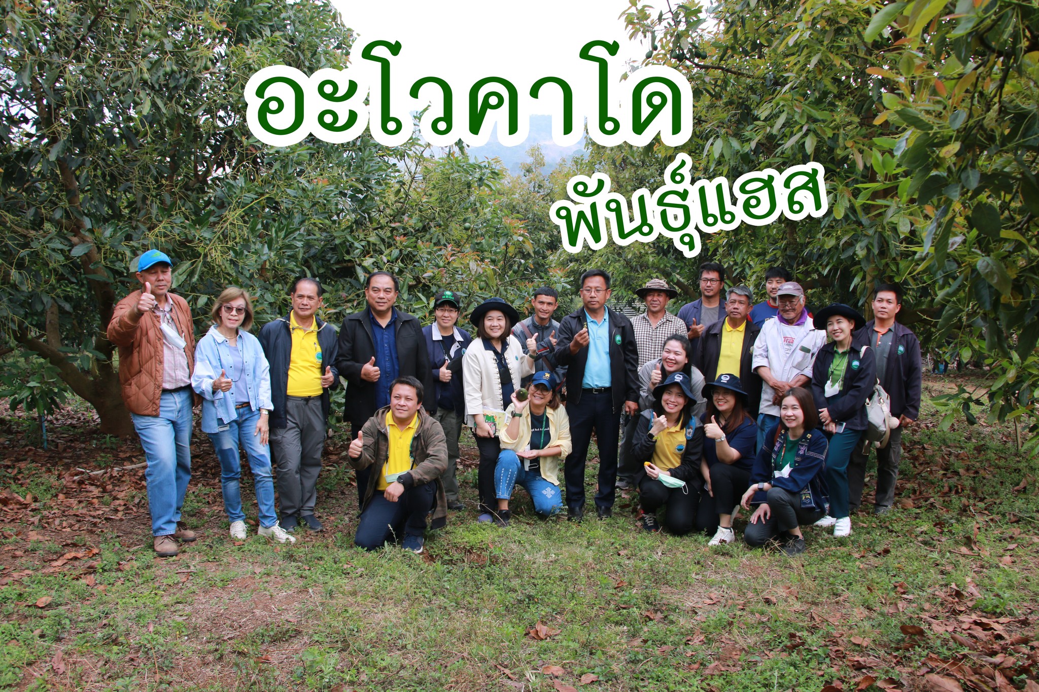 จากไร่เลื่อนลอยสู่อะโวคาโดพันธุ์แฮส(hass)ในไทย