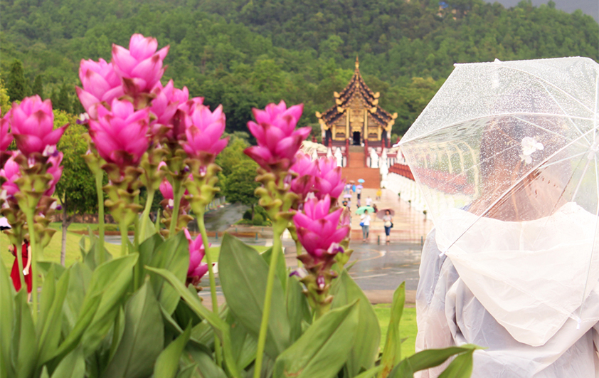 1ก.ค.-31ส.ค.62ชวนชมปทุมมานับแสนดอกและชมดอกไฮเดรนเยียหลากสีสันณอุทยานหลวงราชพฤกษ์จ.เชียงใหม่